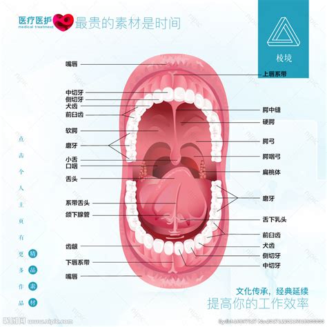 嘴巴器官|口腔部位说明图